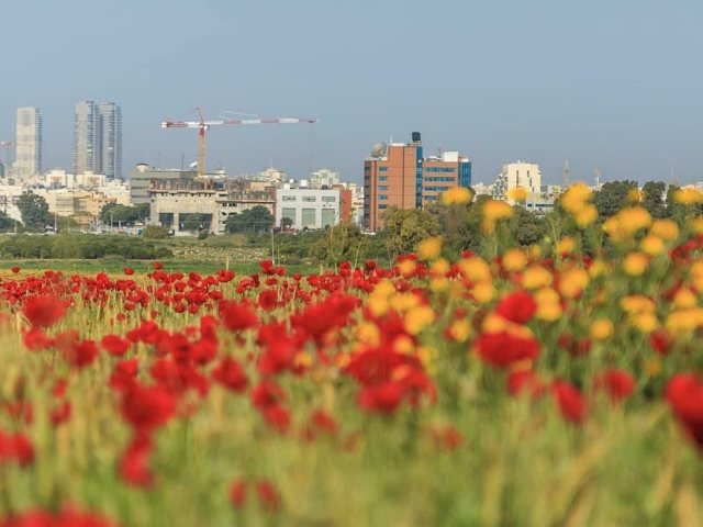 שדה פרג סמוך לאשדוד -צילום נמרוד הנגבי