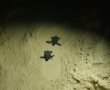צפו: אבקועי צבת ים עושים את דרכם לים רגע אחרי שבקעו בחוף אשדוד (וידאו) 