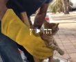 צפו: נערים מאשדוד והמפקח הווטרינרי מחלצים גור חתולים מתעלת הביוב