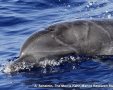 הדולפין הפצוע. צילום: ד"ר אביעד שיינין, תחנת מוריס קהאן לחקר הים
