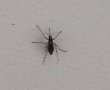 דיווח: יתוש הטיגריס האסייתי נצפה באשדוד 