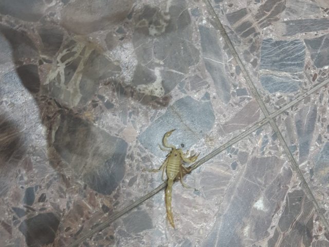 צילום: דוברות איחוד הצלה