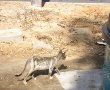 ההומניות ניצחה: פינות האכלה לחתולי רחוב יוקמו ברחבי העיר
