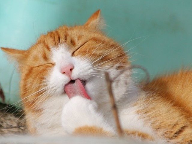 pixabay