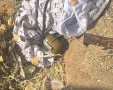 צילום: דוברות המשטרה