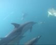 צפו: להקת דולפינים תועדה השבת בשמורה הימית אבטח מול חופי אשדוד ואשקלון