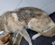 מזעזע: כלבה נמצאה קשורה לעץ ללא אוכל ומים כשהיא סובלת מקדחת הקרציות