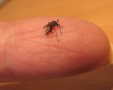 יתוש הטיגריס האסייתי (צילום: עידו שקדי)