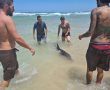 גור דולפינים נסחף לקרבת החוף והוחזר על ידי מתרחצים למים - אך הוא עדיין זקוק לטיפול