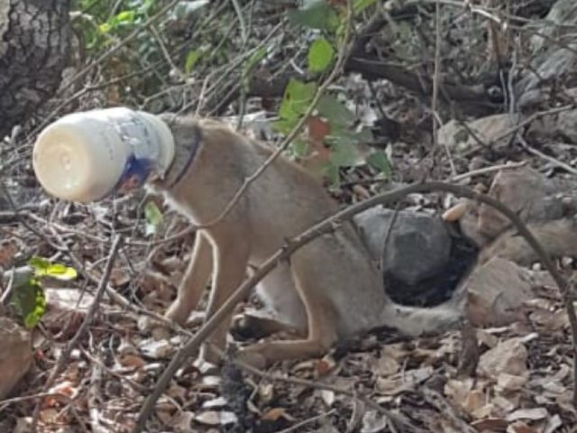קרדיט: ניר הרשקוביץ רשות הטבע והגנים