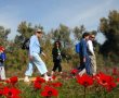 בשבת :צעדת הכלניות של קק"ל לזכר שושנה דמארי