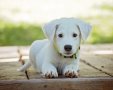 גור כלבים | המחשה: pixabay