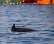 דולפינים נצפו לא רחוק מאשדוד (תמונות)