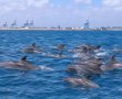 אורחים שאשדוד תמיד תשמח שישארו איתנו: להקת דולפינים גדולה נצפתה מול חופי העיר