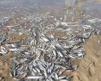 דגים מתים בנחל לכיש בספטמבר 2015