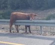 הכניסה הדרומית מגן יבנה לאשדוד נחסמה בעקבות שור זועם