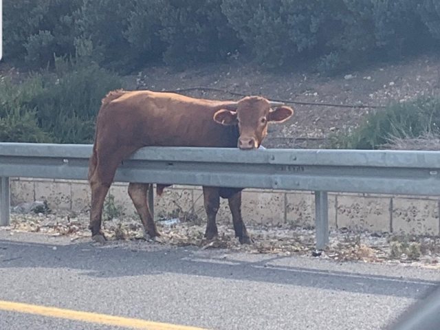 הפר הזועם