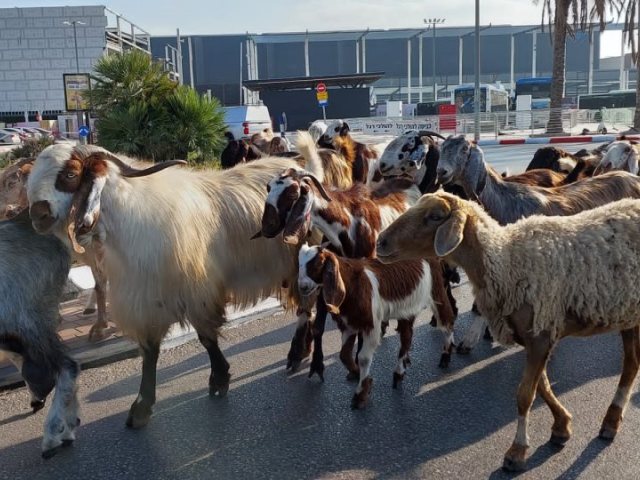 צילום: יאיר הרוש