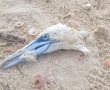 קשר המוות של שתי ציפורים מדהימות - שמצאו את מותן בעקבות פסולת בחוף