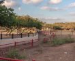 קדחת הנילוס המערבי גרמה למות סייח זברה בפארק לכיש
