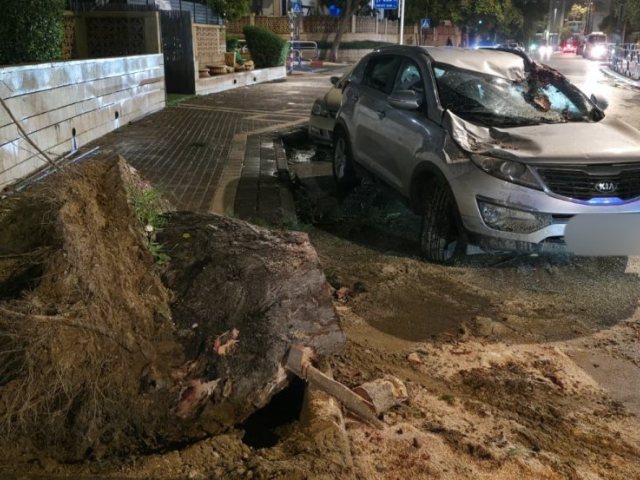 הרכב שנפגע מקריסת העץ (צילום: אלכס, תושב המקום)