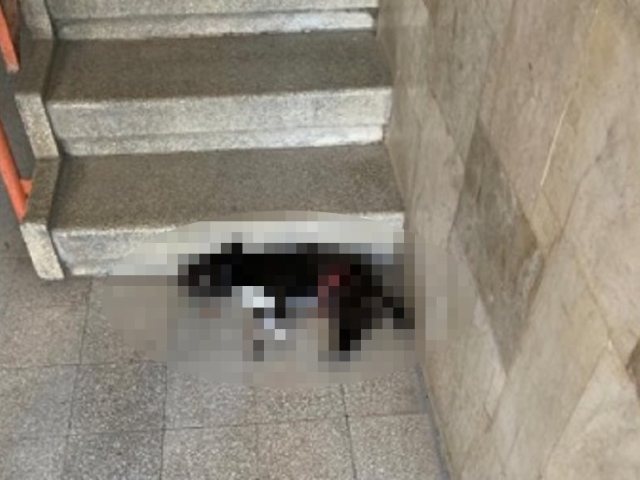 כלב הפינצ'ר לאחר התקיפה