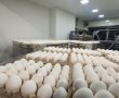 בשורה לתושבי אשדוד: חנות לביצים טריות היישר מהלולים בגליל,  נפתחה באשדוד 