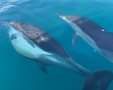 הדולפינים שנצפו (צילום: גיא לוין)