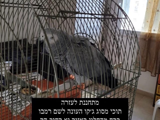 מי ראה את רמבו?