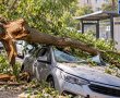 ענף עץ קרס על רכב באשדוד וגרם לטוטאל לוס - העירייה הציעה פיצוי חלקי בטענה מפתיעה