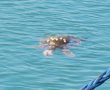 חילוץ מרגש של צב ים בנמל אשדוד (וידאו)