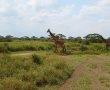 צפו: סיור וירטואלי מרהיב בשמורות הטבע של טנזניה