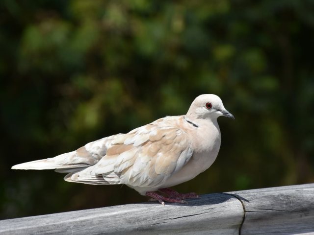 FREEPIK