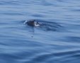 דולפינים בחופי אשדוד 