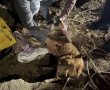 לוחמי האש מתחנת אשדוד חילצו כלבה מבור בעומק 20 מטרים 