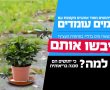 היתושים כבר כאן: זה הזמן להיערך