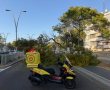 ענף גדול של עץ  קרס על שדרות הרצל באשדוד – הכביש נחסם, אין נפגעים