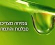 כמו צמח הבמבוק, צמיחה מצריכה סבלנות והתמדה